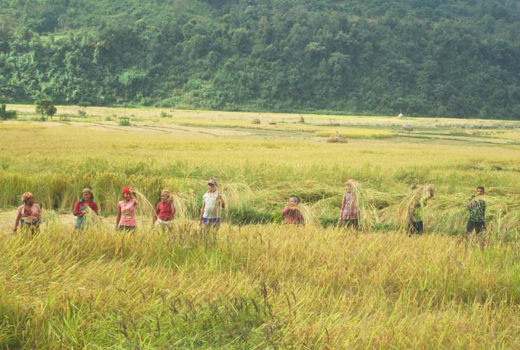 Farmers harvest paddy crops in a field in local Sangephant, Byas-6 of Tanahun district, on Friday, November 04, 2016. Photo: Madan Wagle