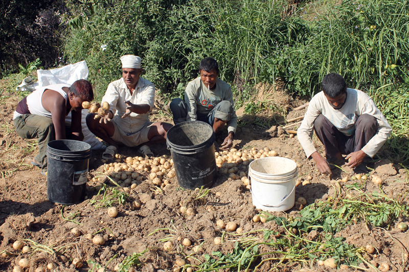 Farmers of Sudal in Bhaktapur district harvest potatoes at a farm, on Saturday, November 26, 2016. Photo: RSS