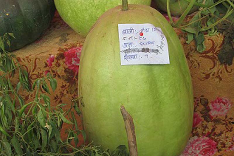 A bottle gourd weighing 25 kilogrammes being exhibited at the Far-West Festival, on Sunday, December 11, 2016. The vegetable was cultivated by Lalit Man Sop. Photo: RSS