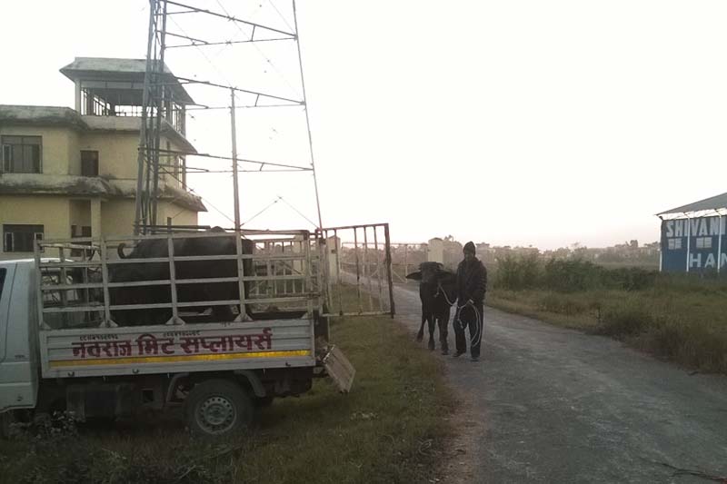 A man takes a buffalo to a vehicle after it entered the Bharatpur Airport runway, in Chitwan district, on Sunday, December 18, 2016. Photo: Tilak Ram Rimal 