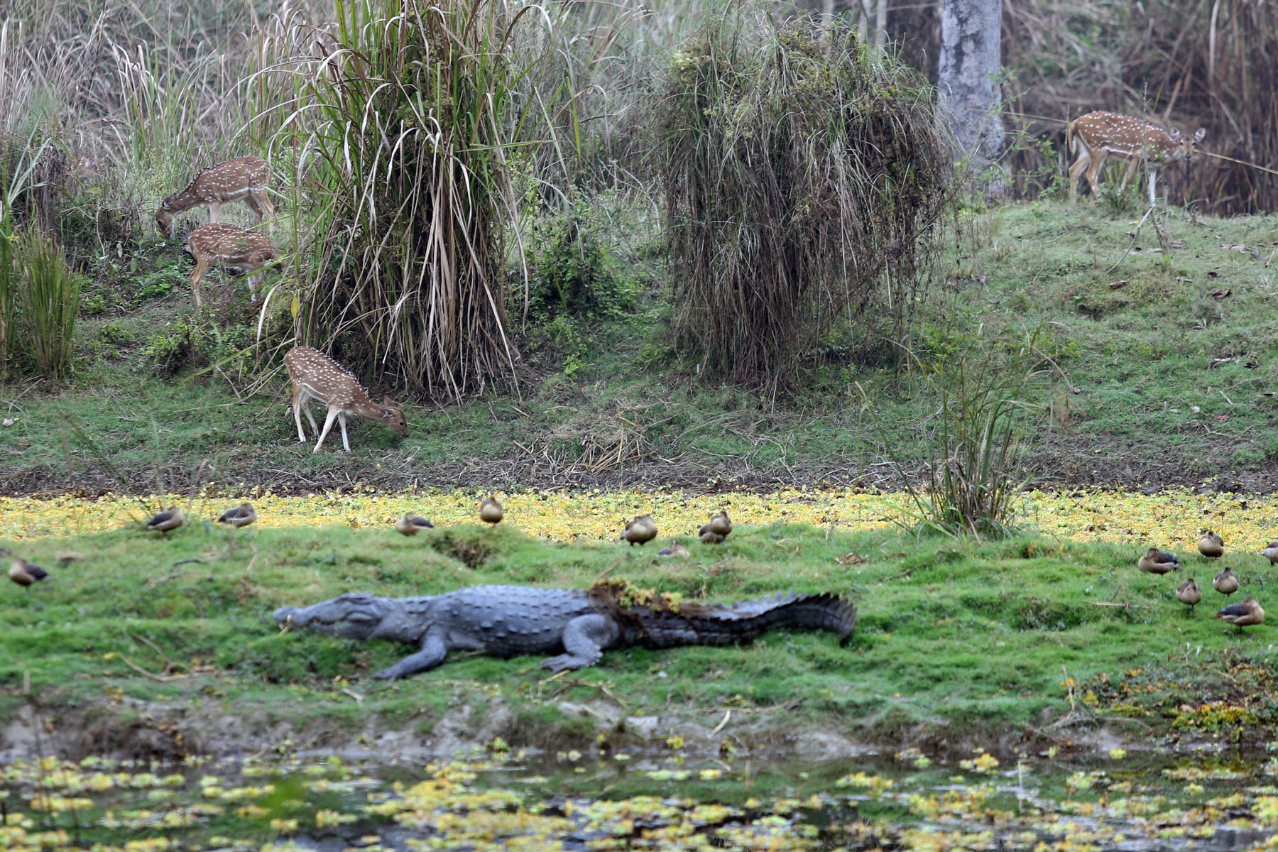 A flock of deer forage as a crocodile lies still in Chitwan National Park, on Friday, December 30, 2016. Photo: RSS