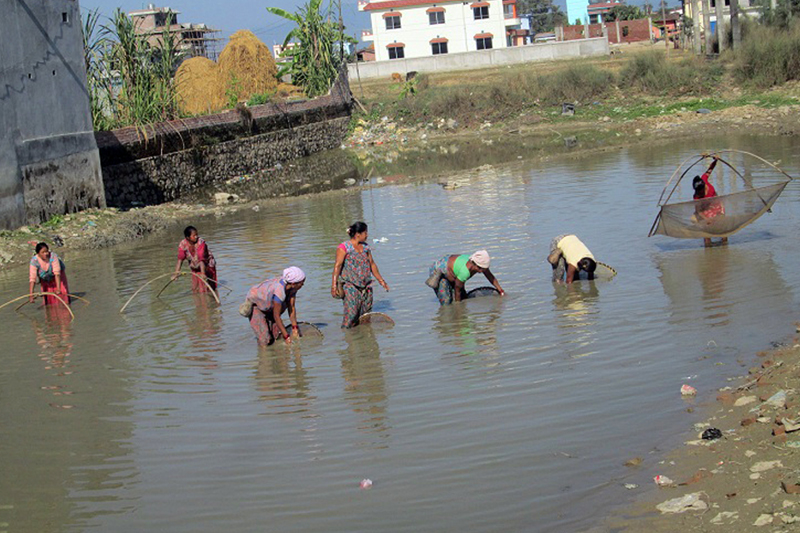 Women of Bishalnagar in Dhangadhi do fishing using a traditional hook, on Monday, December 26, 2016. Photo: RSS