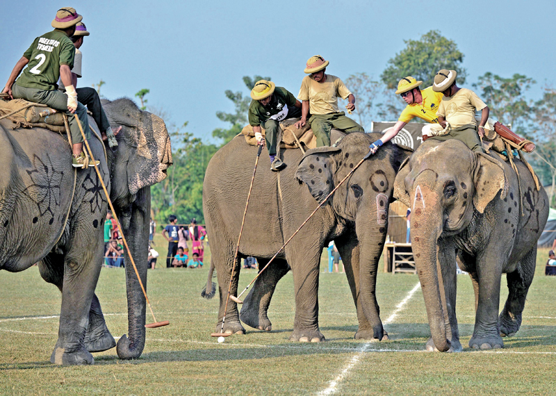 Elephant polo players from Tiger Tops Vikings (in yellow) and Tiger Tops Tuskers (in green) vie for the ball during the final of the 35th International Elephant Polo Competition at Kawasuti Gondhat, some 235km from Kathmandu, on December 2, 2016. Photo: AFP