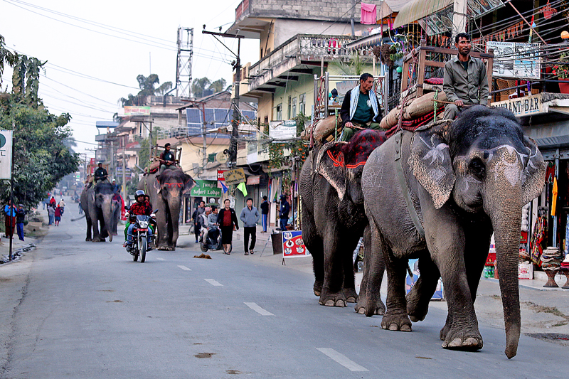 Elephants are seen roaming around Sauraha of Chitwan district as captured on Friday, December 30, 2016. Many tourists come to Sauraha to observe elephants. Photo: RSS