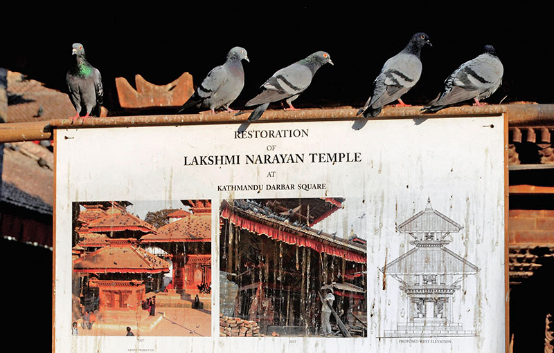 Pigeons sit on top of a notice board at a temple reconstruction site, in Kathmandu, on Tuesday, December 274, 2016. Photo: Balkrishna Thapa Chhetri