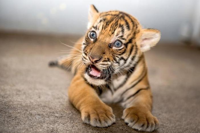 Berisi, a Malayan tiger cub who was born on September 11, sits in her enclosure at Tampa's Lowry Park Zoo in Tampa, Florida, U.S. October 22, 2016.    Donnie Gallagher/Tampa's Lowry Park Zoo/Handout via REUTERS /File Photo