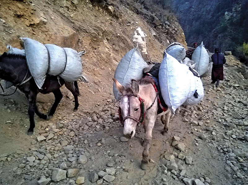 Mules being used to smuggle medicinal herbs to China through Kerani, in Humla on Friday, December 30, 2016. Photo: THT