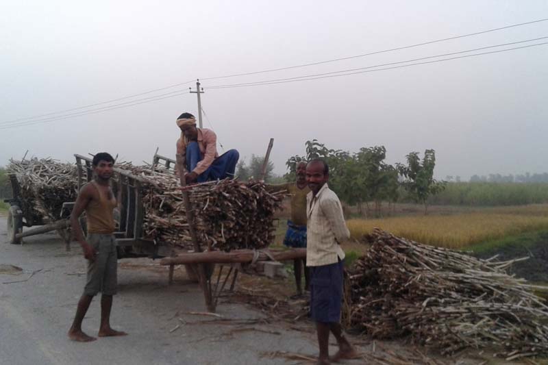 Sugarcane farmers prepare load sugarcanes to ferry them to market in Nawalparasi district, on Thursday, December 22, 2016. Photo: RSS