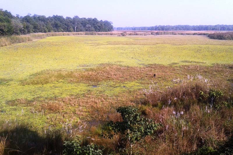 A view of the Rani Taal, a lake in the Shuklaphanta Wildlife Reserve, as captured on Thursday, December 1, 2016. The lake is awaiting conservation as it has been covered by hyacinths. Photo: RSS 