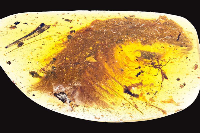 A chunk of amber - fossilized resin - spotted by a Chinese scientist in a market in Myitkyina, Myanmar, last year shows the tip of a preserved dinosaur tail section in this image released by the Royal Saskatchewan Museum in Canada on December 8, 2016. Photo: Reuters