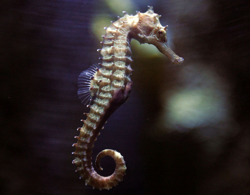 File- A seahorse swims in a tank at the Underwater World Aquarium in Pattaya, nearly 145 km (90 miles) east of Bangkok, Thailand, August 20, 2005. Photo: REUTERS