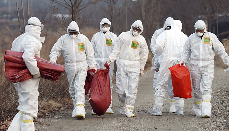Health officials wearing protective suits carry a sack containing killed chickens after they were slaughtered at a chicken farm where a suspected case of bird flu was reported in Incheon, South Korea, on Monday, December 26, 2016. Photo: Yun Tae-hyun/Yonhap via AP