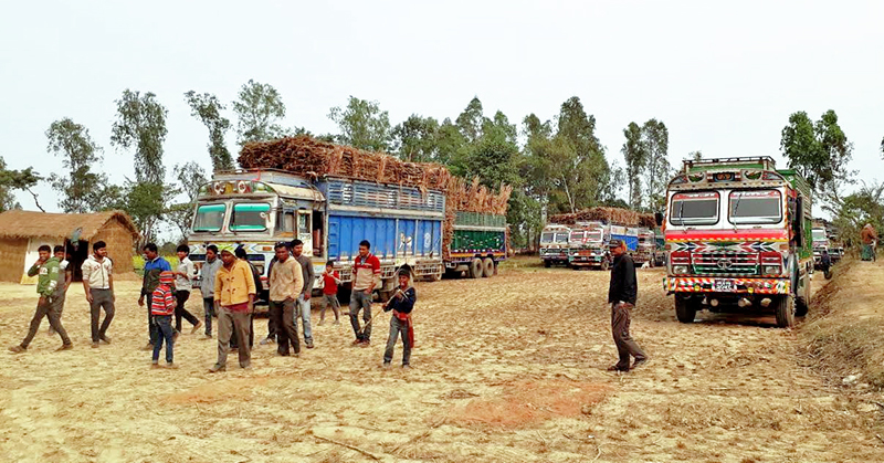 Local sugarcane farmers at Phatuha Maheshpur VDC, Rautahat, taking the sugarcane themselves in  trucks to  mills in Bara and Sarlahi districts, on Monday, Deceber 26, 2016. Photo: THT