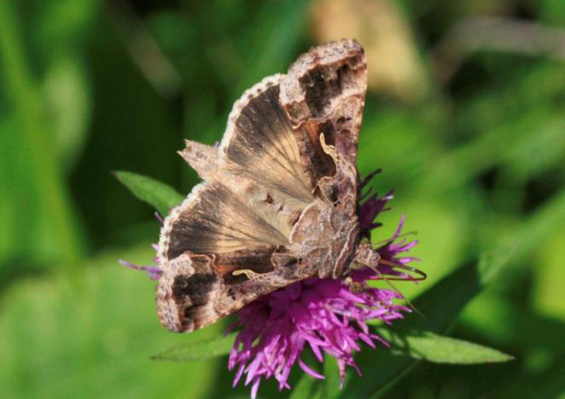 The silver Y moth (Autographa gamma), pictured, is a major component of the large night-flying insect migrants studied by radar in the new study, measuring migration annually over a region in south-central England monitored with specialized radar and a balloon-supported aerial netting system, scientists said, December 22, 2016. Photo: REUTERS