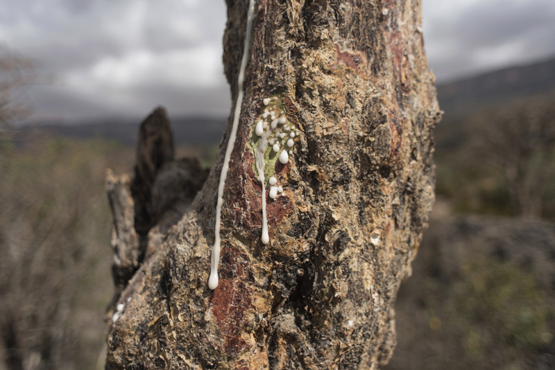 In this Thursday, Aug. 4, 2016 photo, sap runs out of a frankincense tree near Mader Moge, Somaliland, a breakaway region of Somalia. The last wild frankincense forests on Earth are under threat as prices rise with the global appetite for essential oils. Overharvesting has trees dying off faster than they can replenish, putting the ancient resin trade at risk. Photo: AP