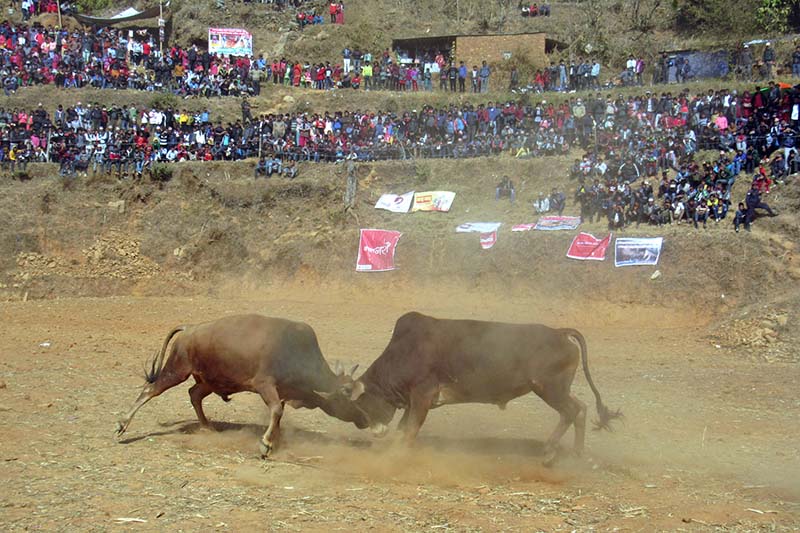 Oxen lock horns at the 12th United Ox Fight Competition organised on the occasion of Maghe Sankranti in Nuwakot, on Saturday, 14 January 2017. Photo: RSS