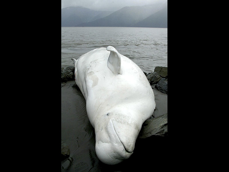 FILE- One of two beluga whales that washed ashore on a beach south of Anchorage, Alaska, on August 29, 2003. Photo: AP