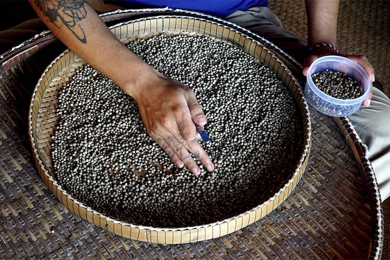 File-A worker sorts through the pepper by hand in Kampot, Cambodia on November 23, 2017. Photo: AP