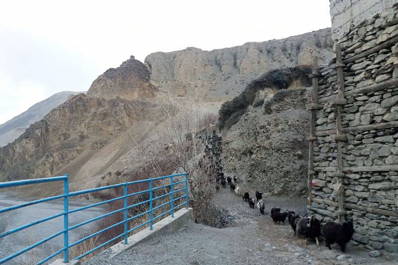 Himalayan goats (Chyangras) are being taken to a market for the sale from Larjung of Mustang district on Friday, January 13, 2017. Photo: RSS