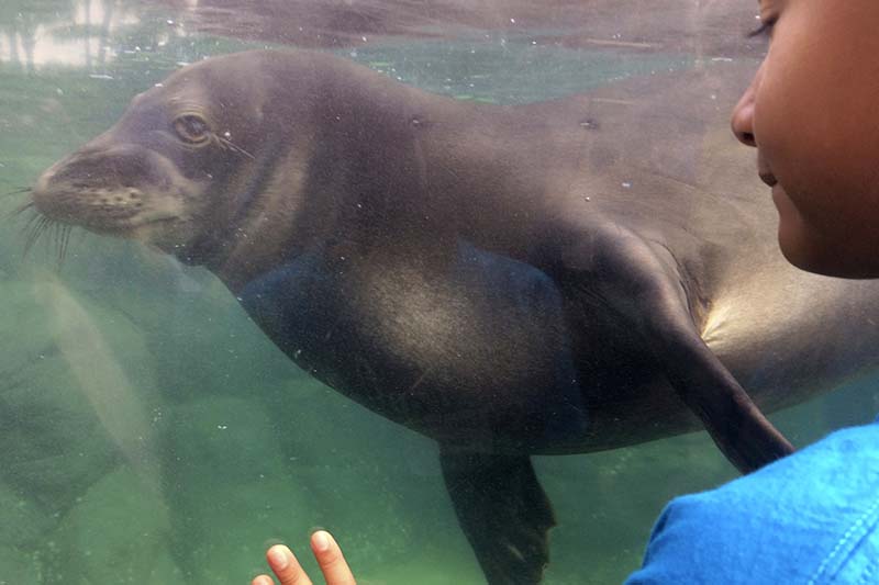 A child watches a Hawaiian monk seal called Hoailona at the Waikiki Aquarium in Honolulu on Tuesday, January 24, 2017. Federal wildlife biologists say the population of endangered Hawaiian monk seals has grown 3 percent a year for the past three years to 1,400. Photo: AP