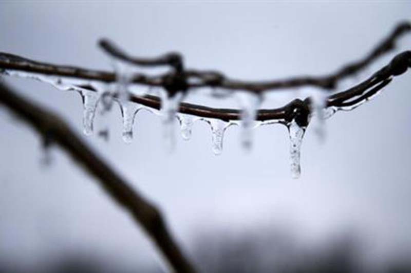 Icicles hang from a branch of a tree in Tulsa, on Saturday January 14, 2017. Photo: Tulsa World via AP