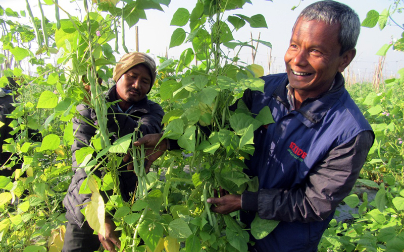 A local farmer in Itahari of Sunsari district smiles at the beans he cultivated, as captured on Wednesday, January 4, 2017. Photo: RSS