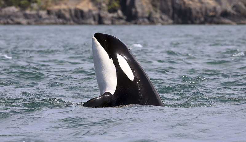 An orca whale designated J2 pokes her head upward while swimming in the Salish Sea near the San Juan Islands, Washington, on July 3, 2016. Photo: Mark Malleson/The Center for Whale Research via AP