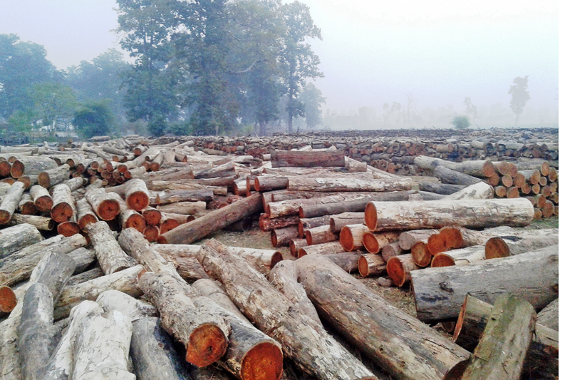 Sal timbers meant to be supplied to the National Reconstruction Authority for post-earthquake reconstruction are seen stacked at the Shuklaphanta National Park, on Thursday, January 19, 2017. Photo: RSS