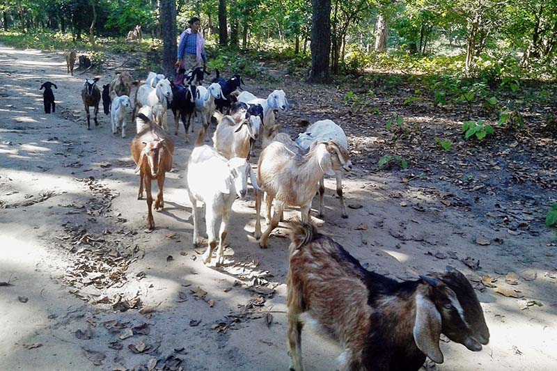 A woman takes goats for grazing in a forest in Kalapani of Kanchanpur, on Monday, January 23, 2017. A recent ban on grazing in community forests has troubled farmers in the area. Photo: RSS