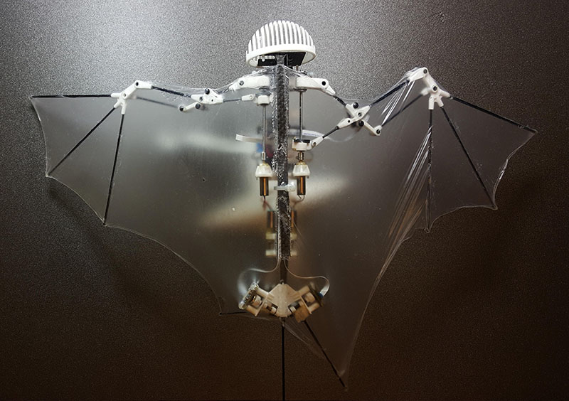 A Bat Bot, new robot prototype can do a better and safer job getting into disaster sites and scoping out construction zones than those bulky drones with spinning rotors, said the three authors of a study released, on Wednesday, February 1, 2017, in the journal Science Robotics. Photo: Alireza Ramezani/University of Illinois via AP