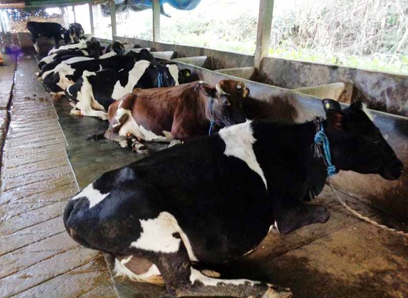 Cows at a commercial farm in Bhalukhop of Suryadaya Muncipality in Ilam district, on Monday, February 6, 2017. Photo: RSS