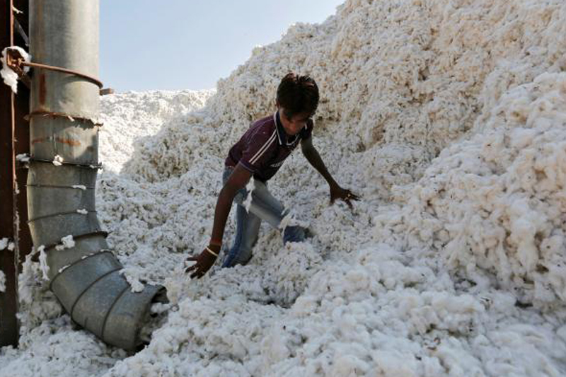 A worker fills a vacuum pipe with cotton to clean it at a cotton processing unit in Kadi town in the western state of Gujarat, India, February 9, 2015. Photo: Reuters