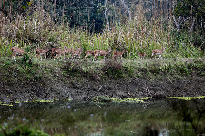 A herd of deer in Chitwan National Park, on Saturday, February 25, 2017. Photo: RSS