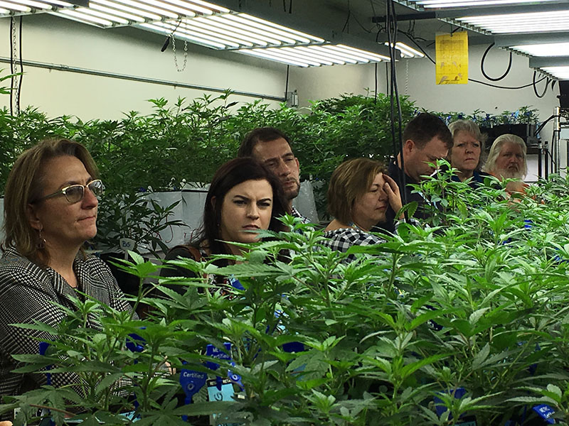 Agriculture regulators from seven different states and Guam tour a Denver marijuana growing warehouse on a tour organized by the Colorado Department of Agriculture in Denver, on January 31, 2017. Photo: AP