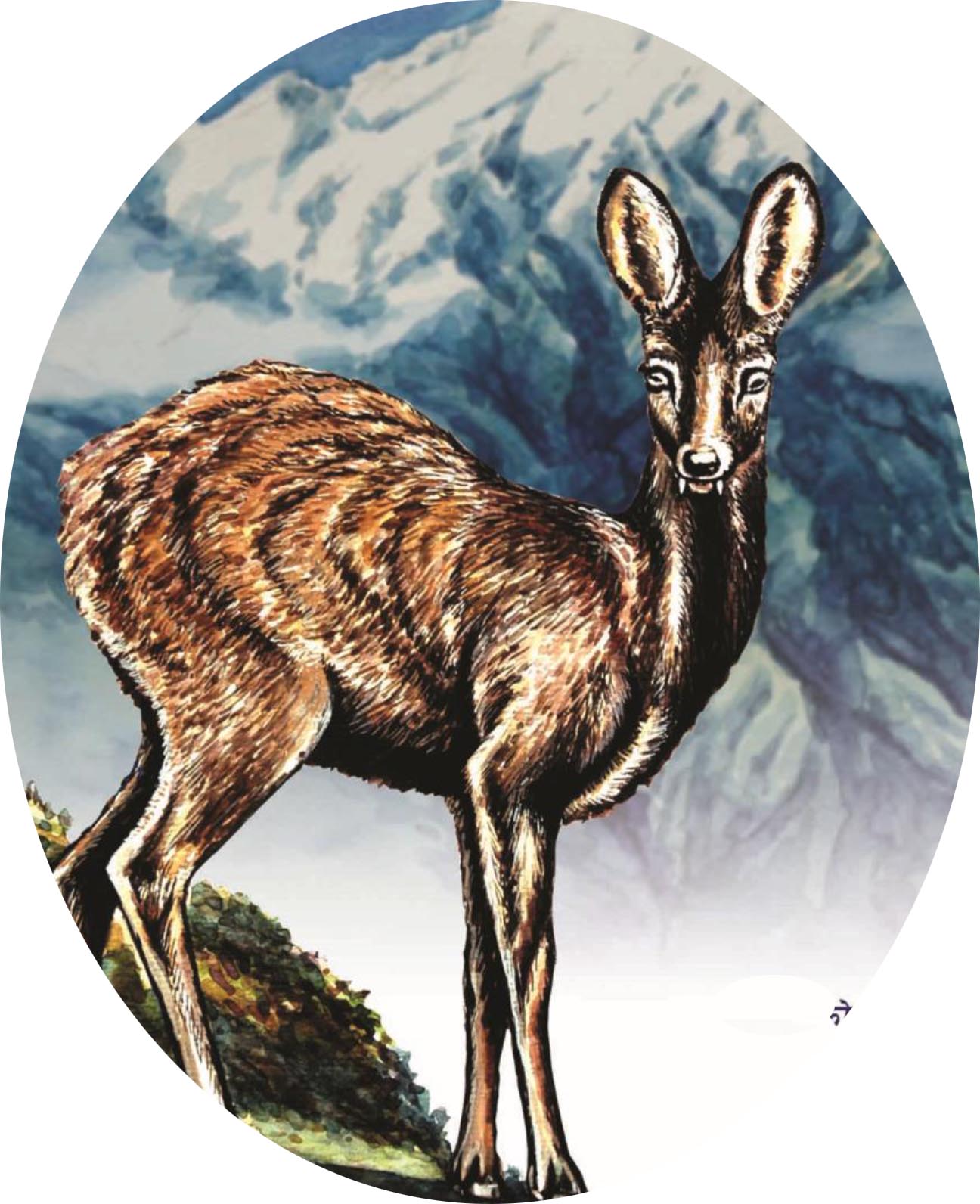 Himalayan Musk Deer. Poster: Rufford.org