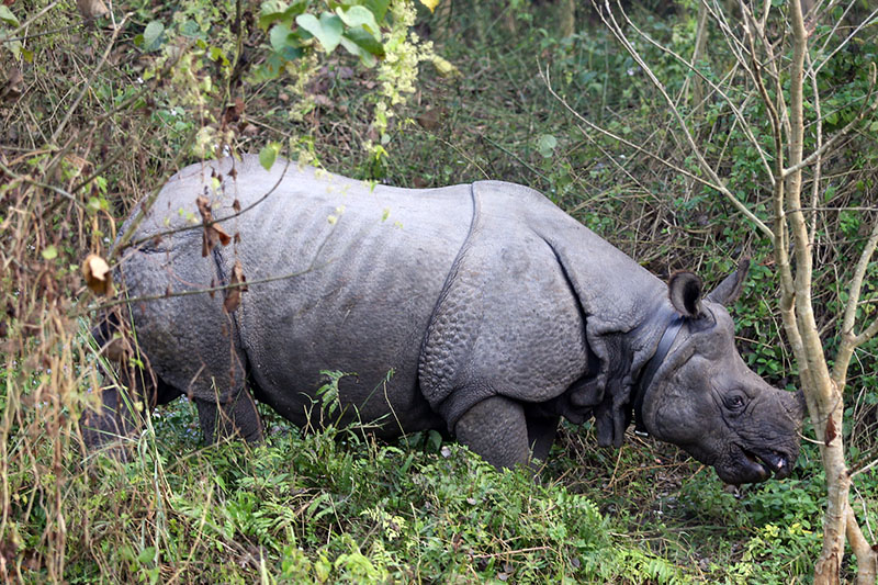 A one-horned rhinoceros foraging in Chitwan National Park, on Saturday, February 25, 2017. Photo: RSS