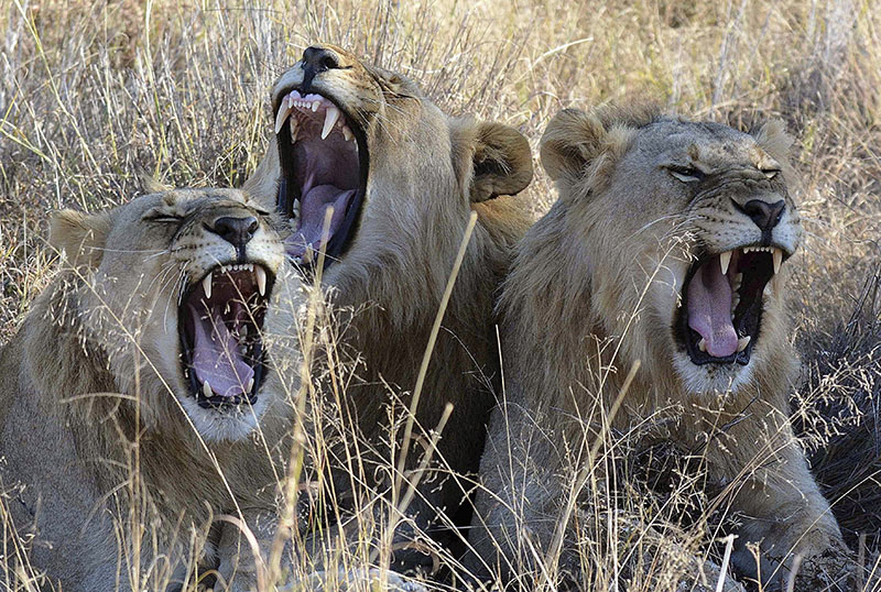 FILE- Lions yawn in the Madikwe Game Reserve, South Africa, on June 15, 2014,.  Photo: AP