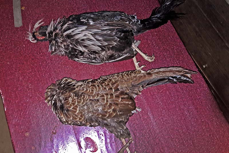 A pair of birds kept for sale at a hotel in Martadi, Bajura, on Friday, February 24, 2017. Photo: THT