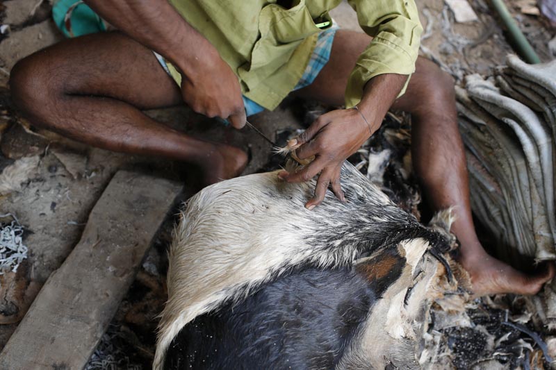 In this Monday, Feb. 6, 2017 photo, a Bangladeshi worker cuts raw animal hide inside a factory at the highly polluted Hazaribagh tannery area in Dhaka, Bangladesh. Hazardous, heavily polluting tanneries with workers as young as 14 supplied leather to companies that make shoes and handbags for Western brands, a nonprofit group that investigates supply chains says. Photo: AP