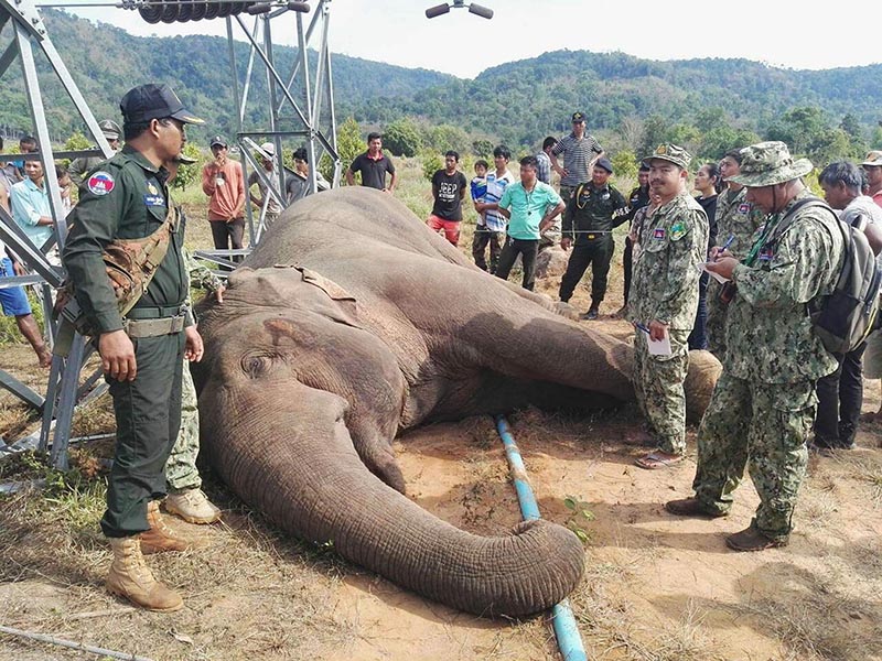 Cambodian soldiers stand next to a dead wild elephant in the jungle near Cardamom National Park of Kampong Speu province in western of Phnom Penh, Cambodia, on Tuesday, March 21, 2017. Photo: Wildlife Alliance via AP