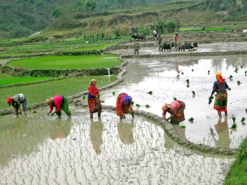 Women are seen planting rice saplings in a field at Sera of Shuklagandaki Municipality, in Tanahun district, on Friday, March 31, 2017. Photo: Madan Wagle