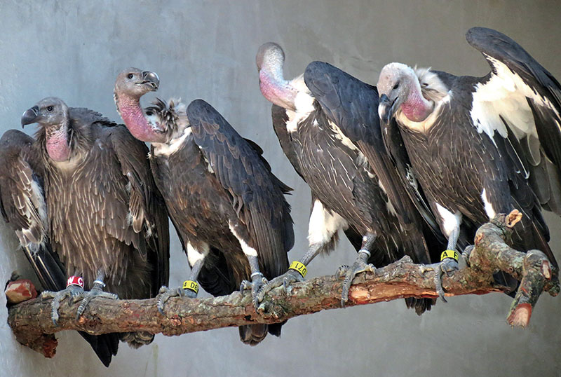 White-rumped vultures perched on a tree in Chitwan National Park, on Monday, March 6, 2017. Photo: THT