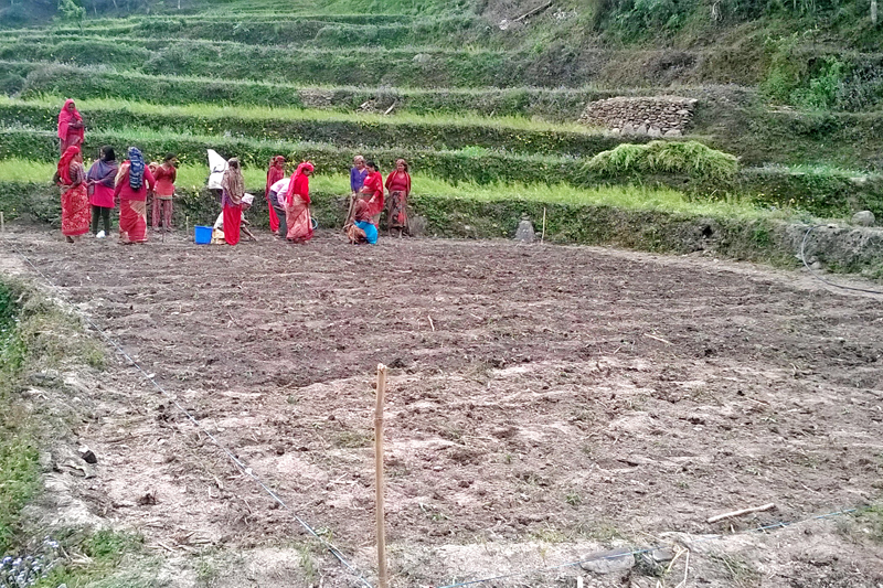 Farmers in Badagaun of Gulmi district practice collective vegetable farming, on Friday, March 17, 2017. Photo: RSS
