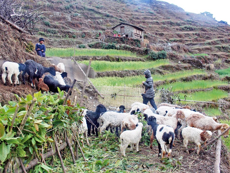 Sheep from a commercial farm in Raghuganga village of Myagdi district, on Wednesday, March 15, 2017. Photo: RSS