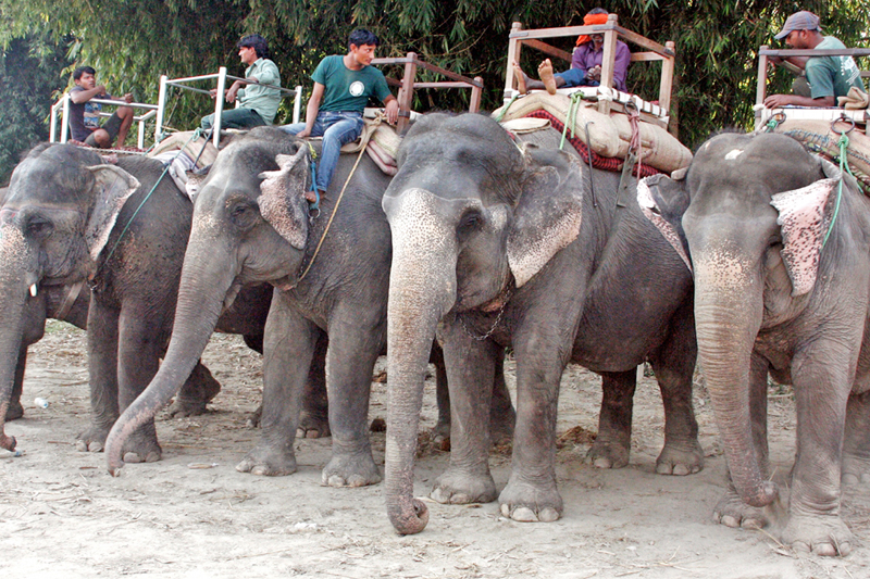 Mahouts wait for tourists for elephant rides in Sauraha of Chitwan district, on Thursday, March 2, 2017. Photo: RSS