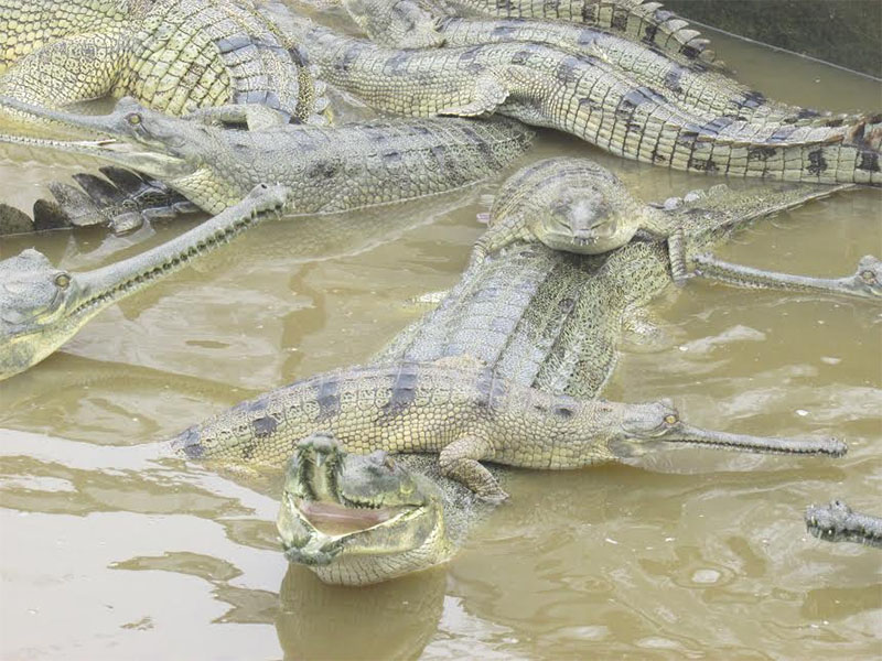 FILE - Endangered species of gharial crocodiles lie in the Crocodile Breeding Centre of Chitwan National Park at Kasara, Chitwan. in the pool of the Centre. Photo: Tilak Ram Rimal/File