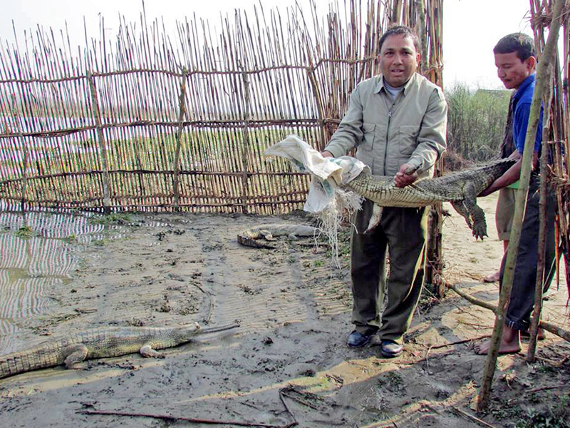 A gharial is about to be released into the Rapti River in Chitwan National Park in Chitwan, on Friday, March 3, 2017. Photo: RSS