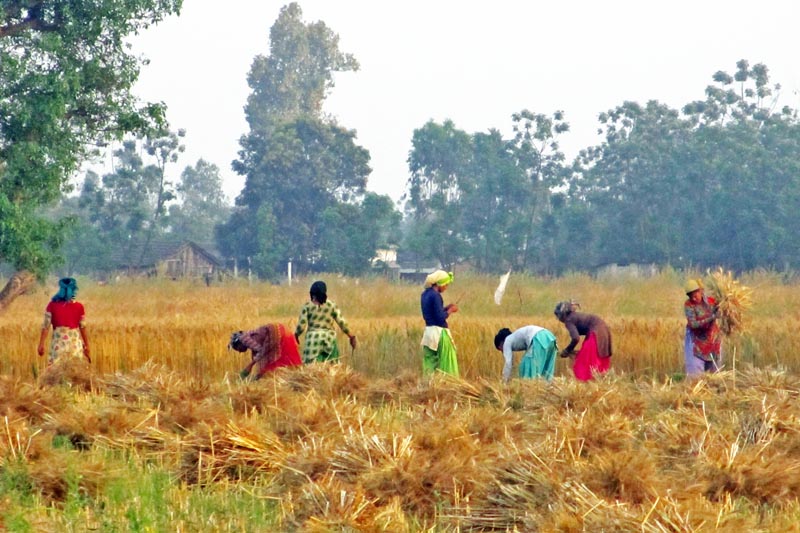 Women are seen harvesting wheat in Kanchanpur district, on Sunday, March 26, 2017. Photo: RSS