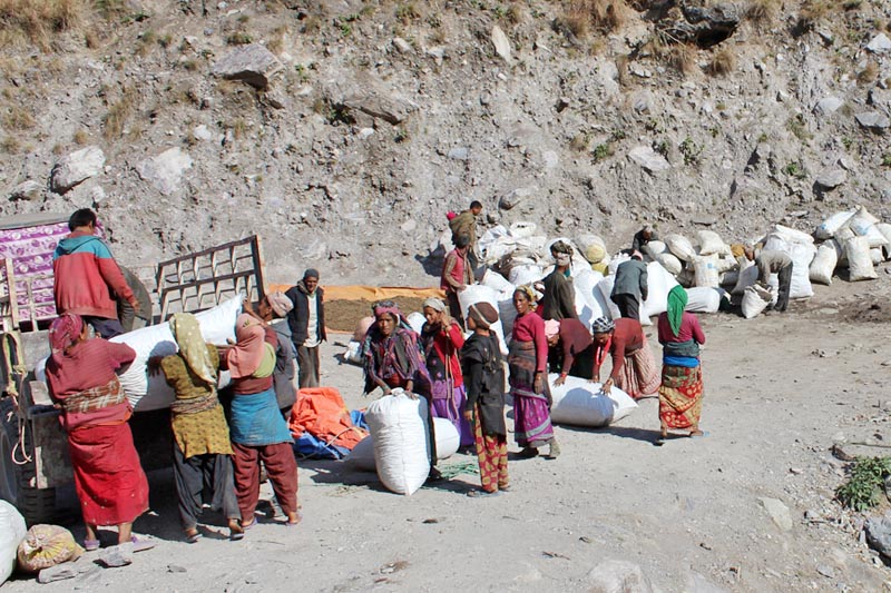 Locals in Tallu of Jajarkot district are preparing to transport medicinal herbs onto a vehicle from in Dolpa district to Nepalgunj of Banke, on Wednesday, March 22, 2017. Photo: RSS