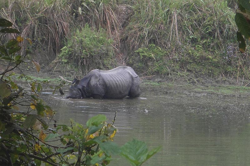 One-horned rhinoceros in a river in Chitwan National Park, on Wednesday, March 29, 2017. Photo: RSS